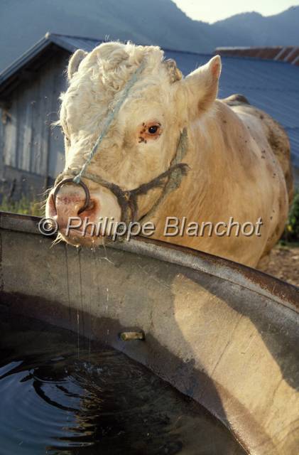 tomme de savoie 09.JPG - TaureauAlpageMassif des BaugesSavoieFrance
